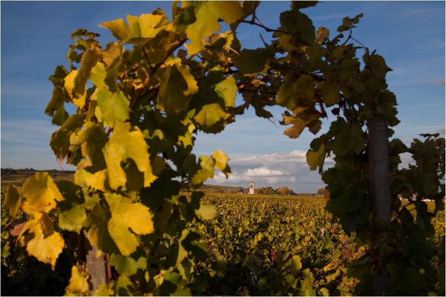 Vigne Pommard Domaine Coste Caumartin
